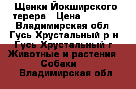 Щенки Йокширского терера › Цена ­ 12 000 - Владимирская обл., Гусь-Хрустальный р-н, Гусь-Хрустальный г. Животные и растения » Собаки   . Владимирская обл.